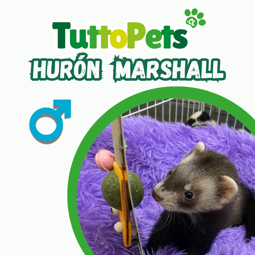 Huron marshall Macho(sólo retiro en tienda)