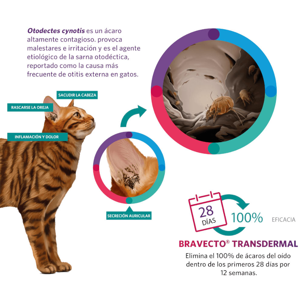 Bravecto Gatos Plus 112,5mg 1,2-2,8kg