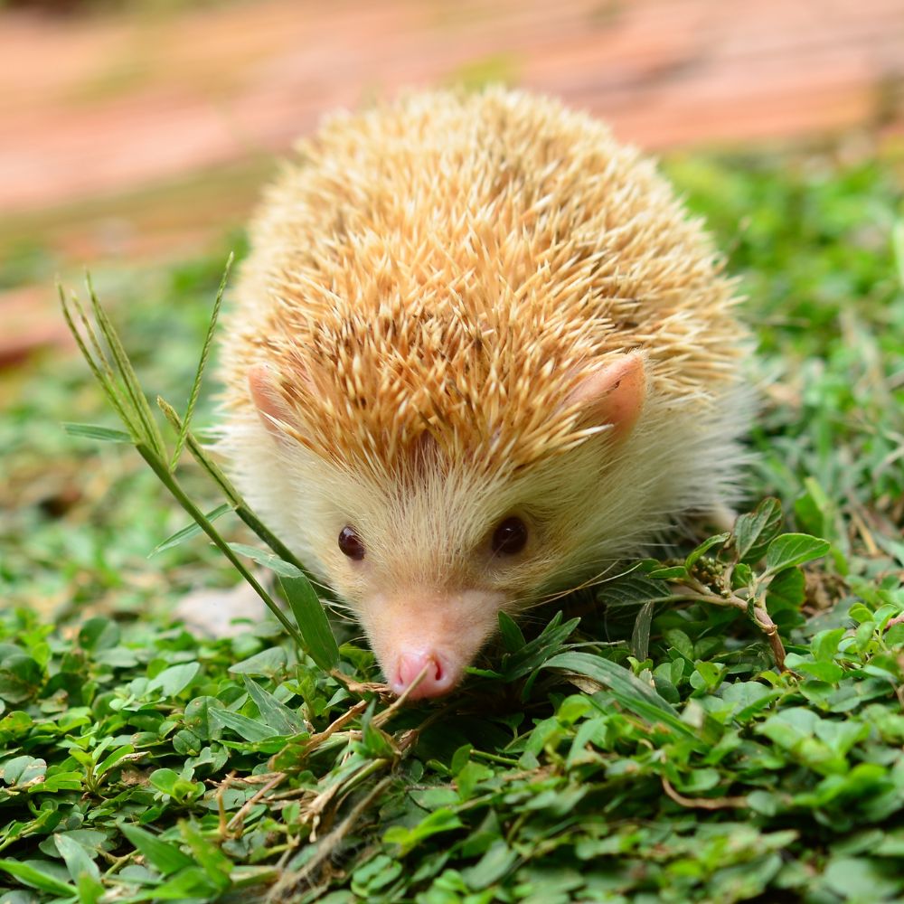 Alimento y snack para erizos