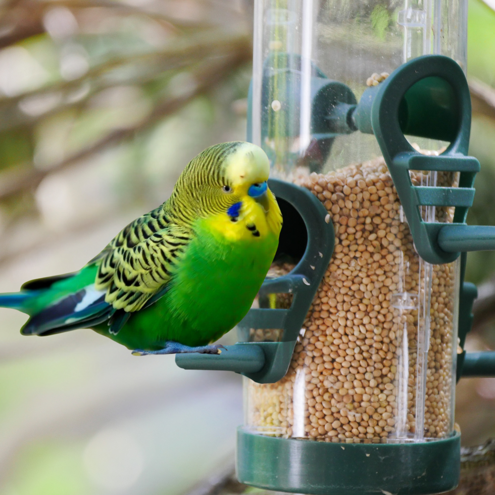 Alimentos para aves