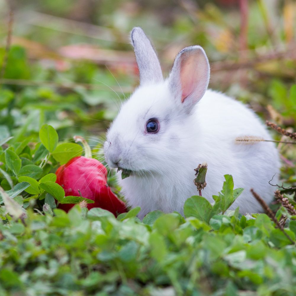 Alimentos para conejo
