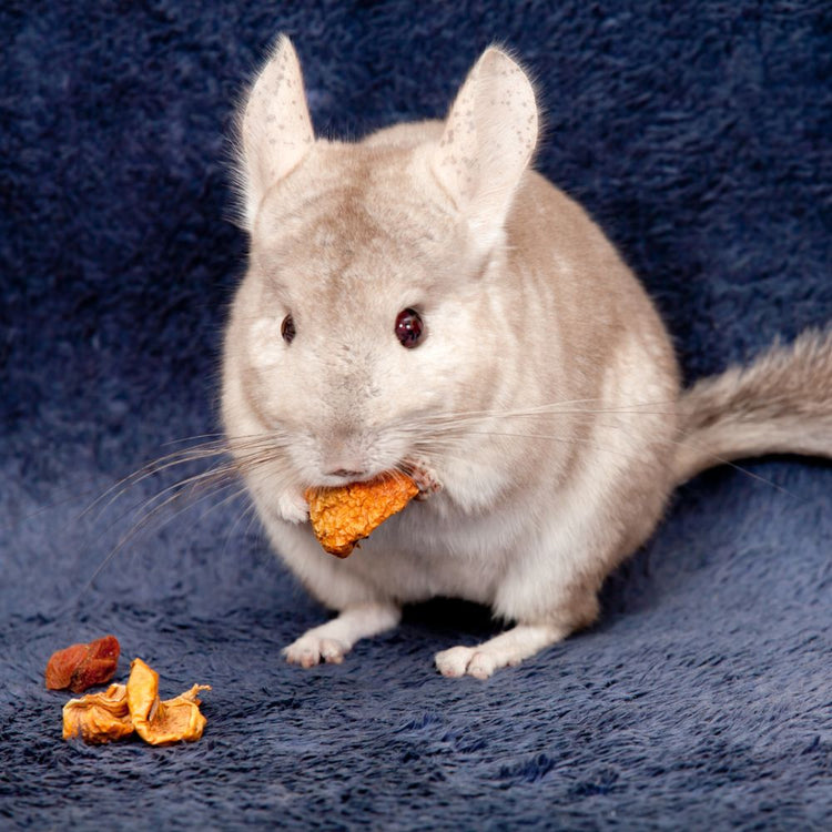 Alimentos para chinchilla