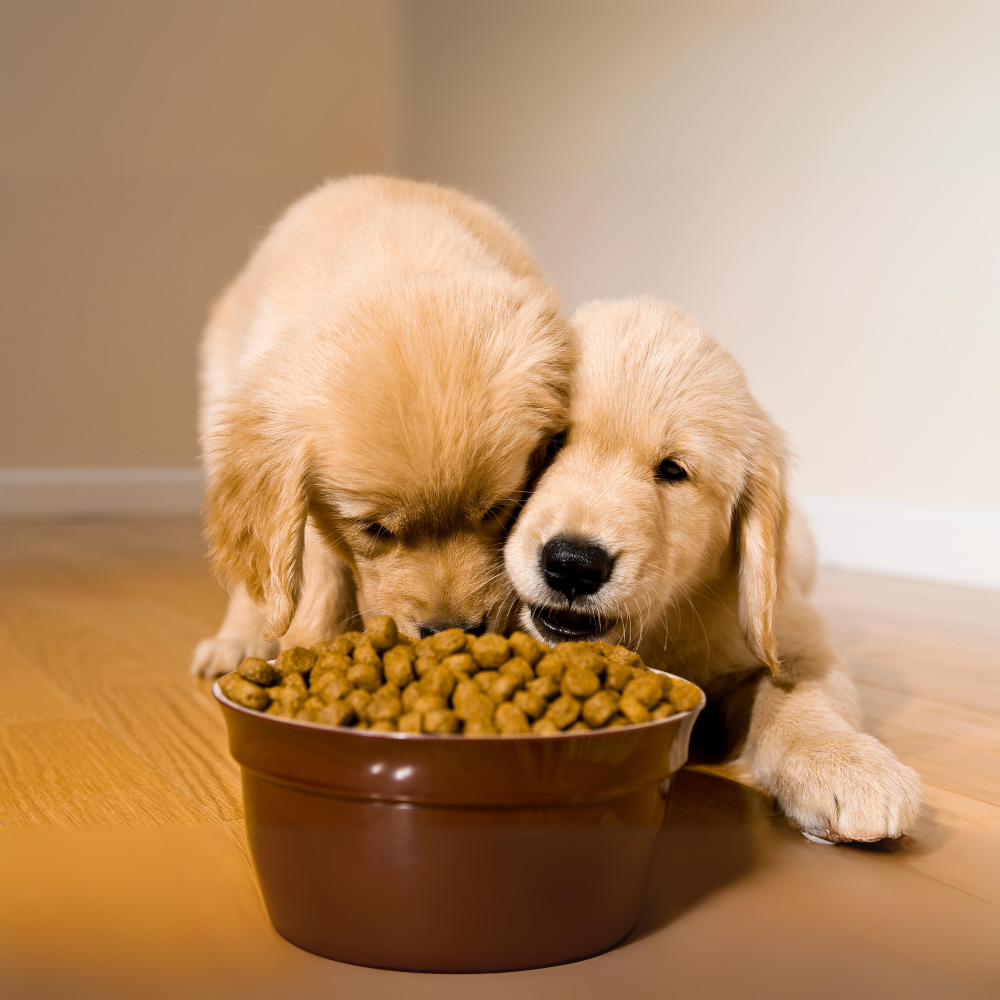 Alimentos para perros