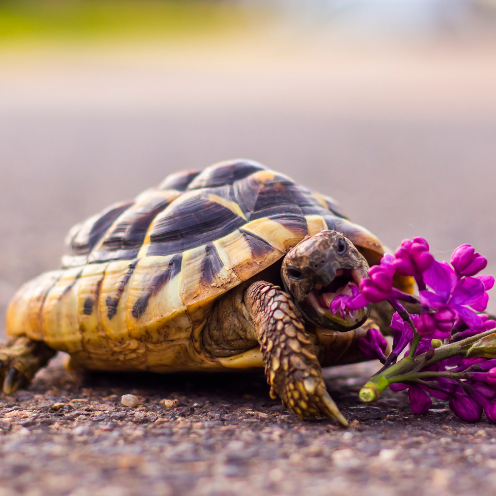 Alimentos para reptiles y anfibios