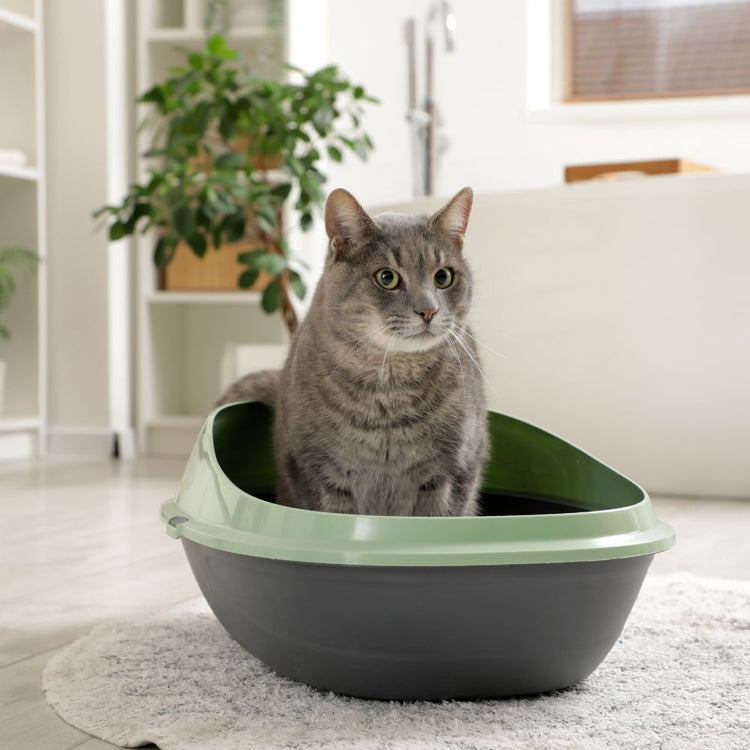 Bandejas Sanitarias y accesorios para gatos