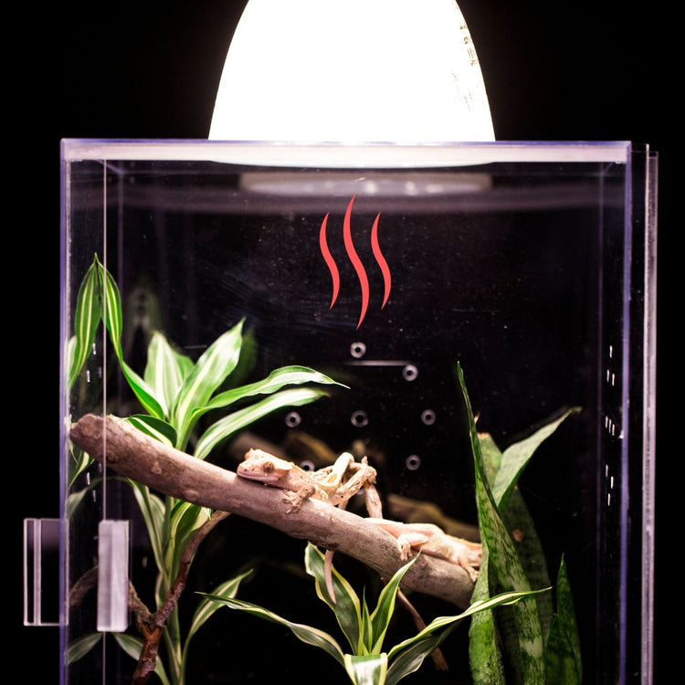 Calefacción reptiles