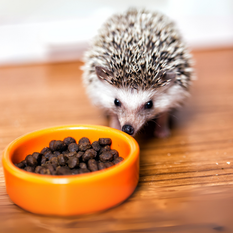 Comederos y bebederos para erizos