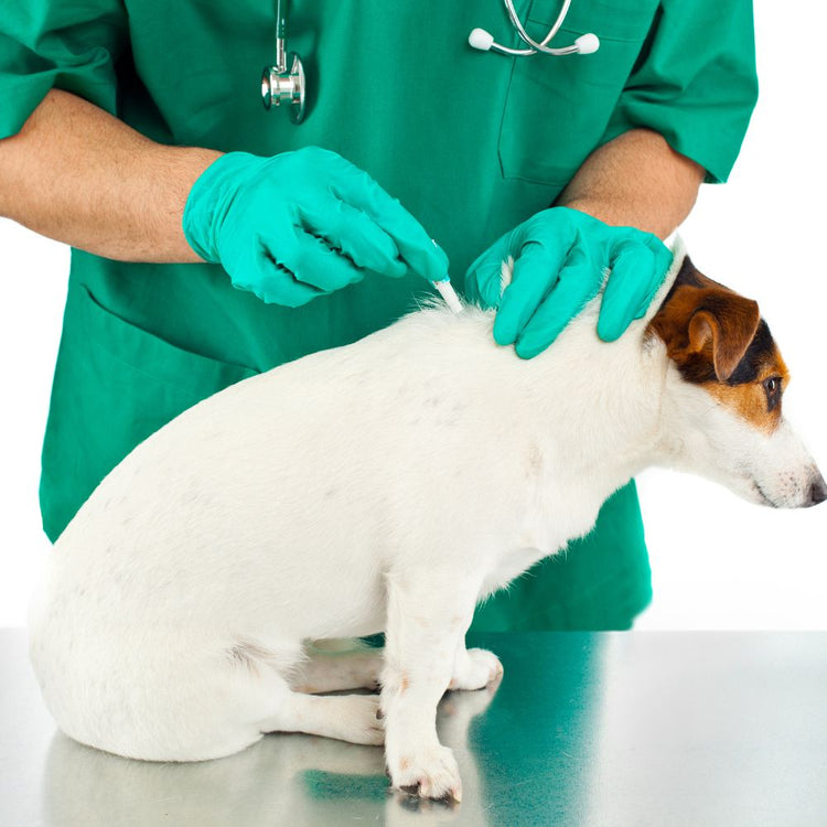 Control de pulgas, garrapatas y antiparasitarios perros