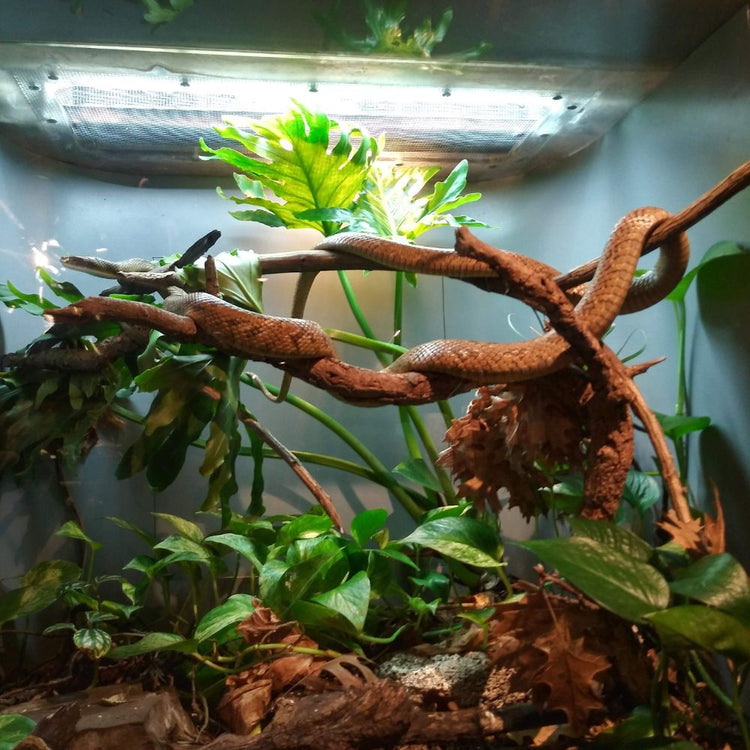 Enriquecimiento para reptiles y anfibios