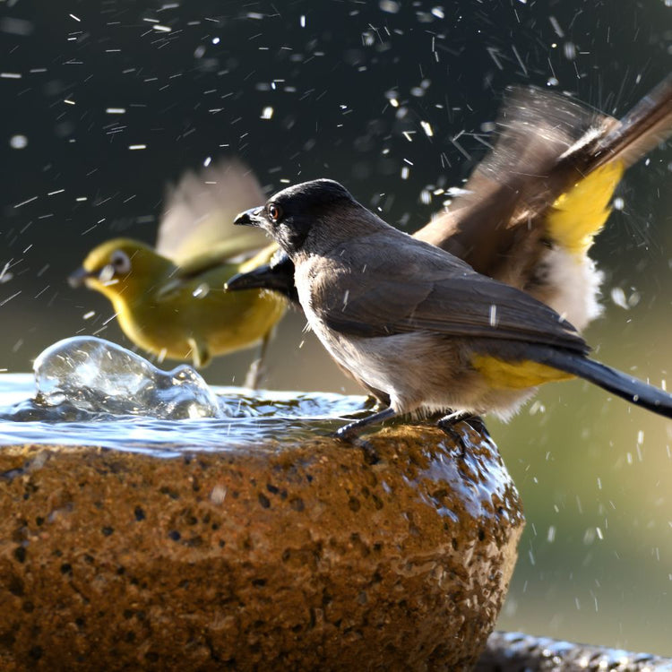 Higiene para aves