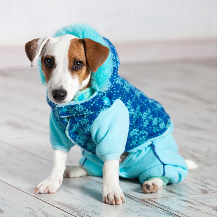 Ropa para perros y gatos