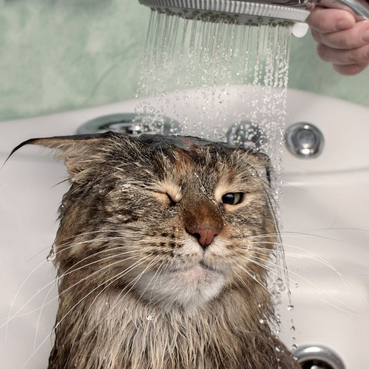 Shampoo y Acondicionador para gatos