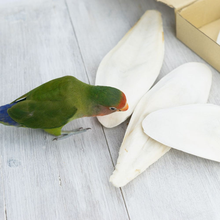 Suplementos para aves