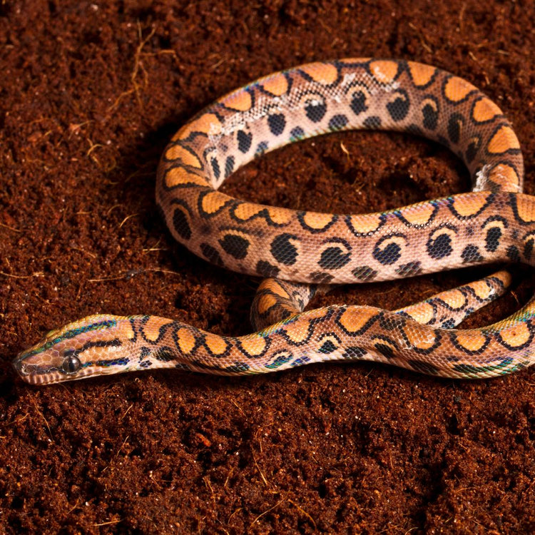 Sustrato para reptiles