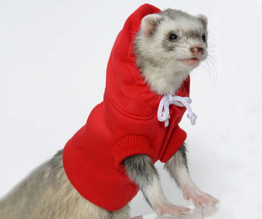 Ferret Sweatshirt (Poleron)