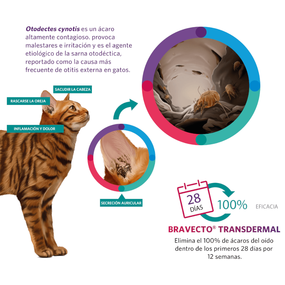 Bravecto Gatos 250mg 2,8-6,25kg