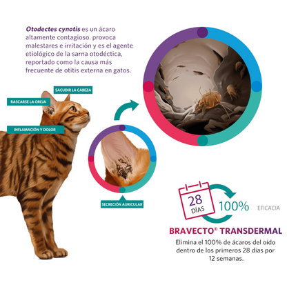 Bravecto Gatos Plus 112,5mg 1,2-2,8kg