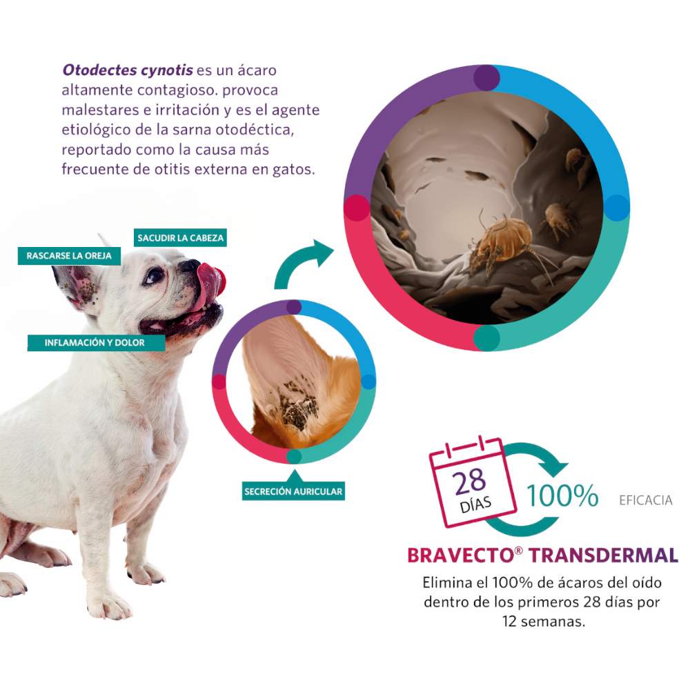 Bravecto Perros 250mg 4,5-10kg