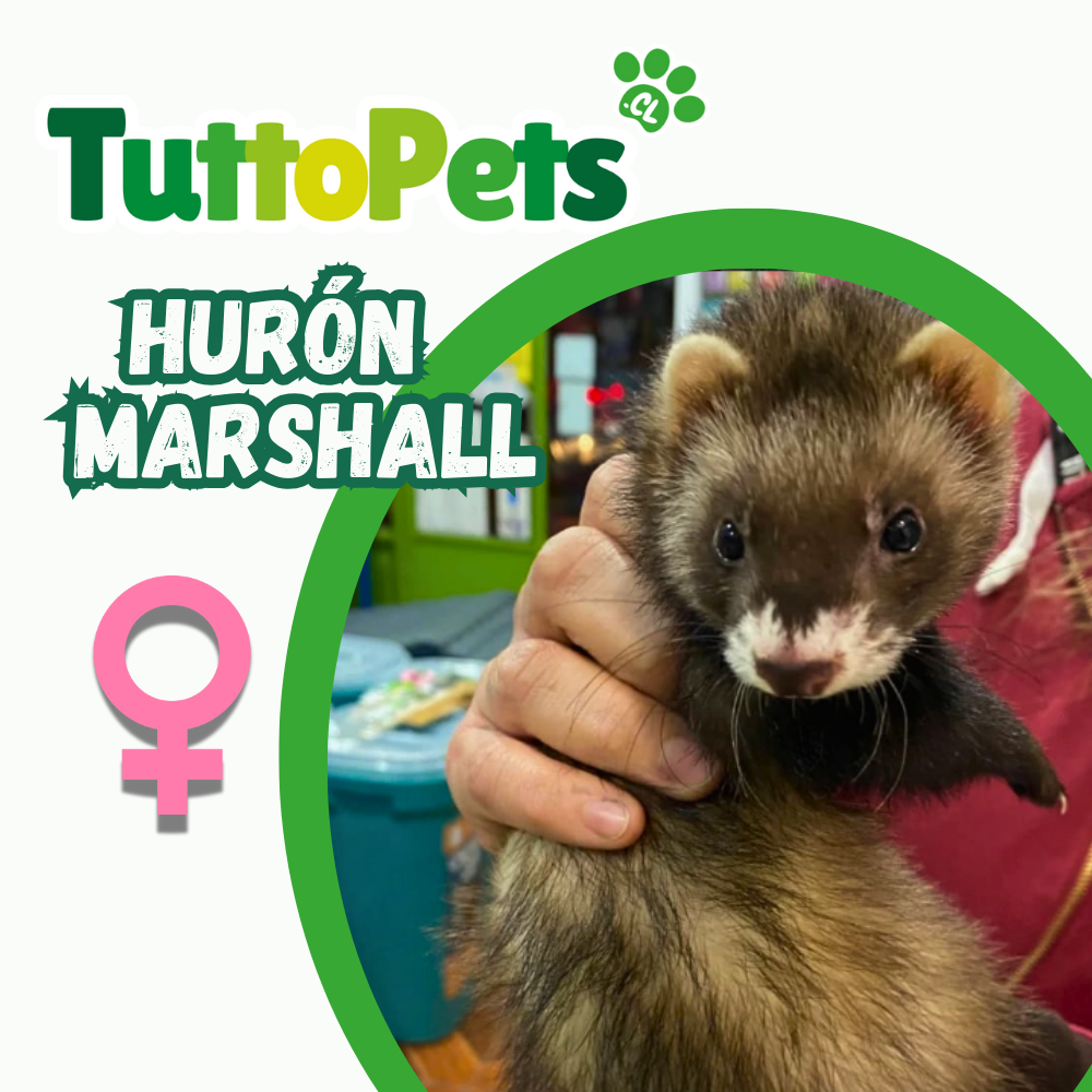 Huron Marshall Hembra (sólo retiro en tienda)
