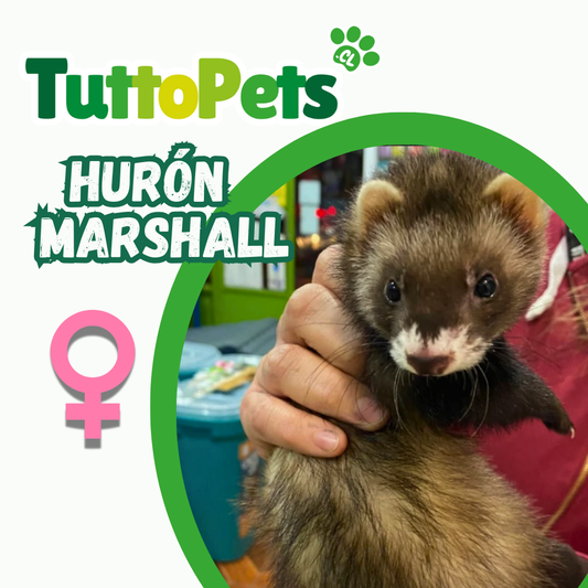 Huron Marshall Hembra (sólo retiro en tienda)