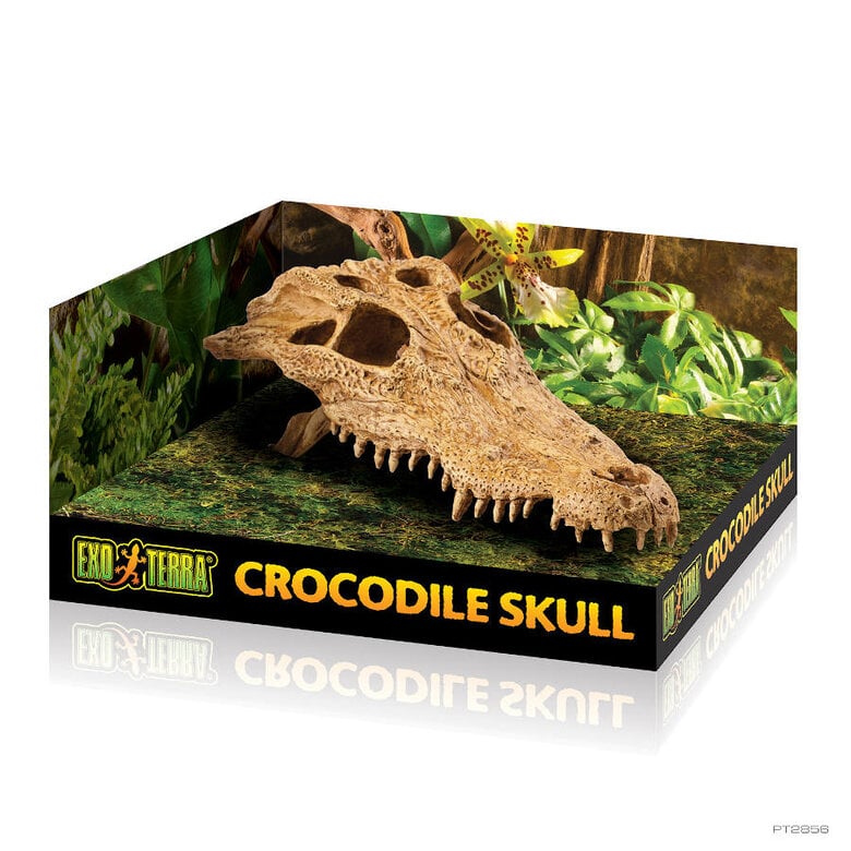 Exoterra Decoracion Craneo Cocodrilo