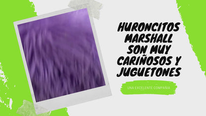 Huron marshall Macho(sólo retiro en tienda)